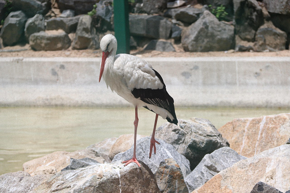 Nabin_Mewahang_auf_Pixabay_web.png